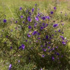 Solanum linearifolium at Isaacs Ridge Offset Area - 3 Nov 2016 10:29 AM