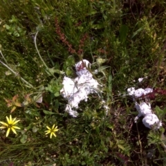 Myxomycete-plasmodium(class) (A slime mould) at Isaacs Ridge and Nearby - 3 Nov 2016 by Mike