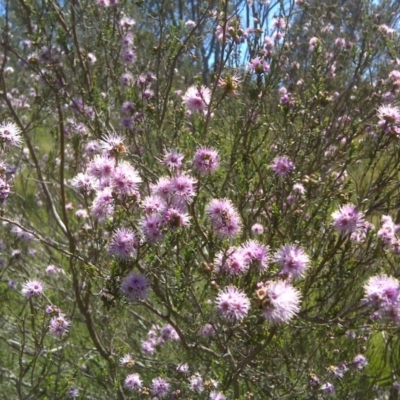 Kunzea parvifolia (Violet Kunzea) at Jerrabomberra, ACT - 3 Nov 2016 by Mike