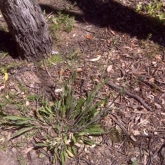 Cynoglossum australe (Australian Forget-me-not) at Jerrabomberra, ACT - 3 Nov 2016 by Mike