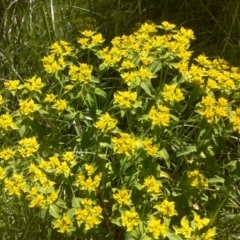 Euphorbia oblongata (Egg-leaf Spurge) at Jerrabomberra, ACT - 3 Nov 2016 by Mike