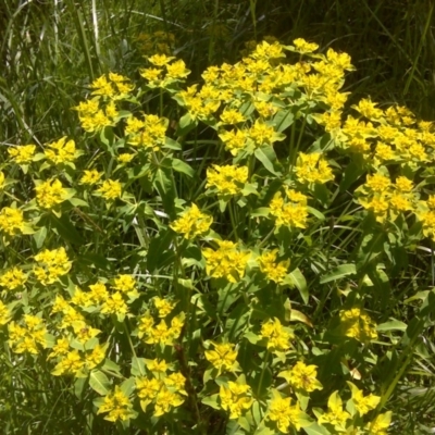 Euphorbia oblongata (Egg-leaf Spurge) at Isaacs Ridge and Nearby - 3 Nov 2016 by Mike