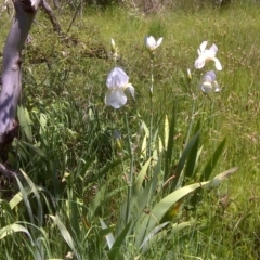 Iris germanica (Tall Bearded Iris) at Jerrabomberra, ACT - 3 Nov 2016 by Mike