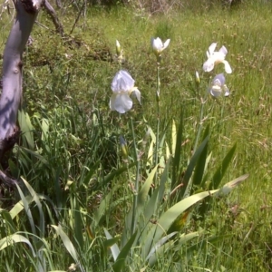 Iris germanica at Isaacs Ridge - 3 Nov 2016