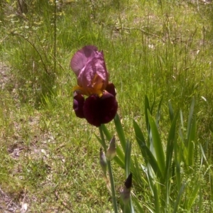 Iris germanica at Isaacs Ridge - 3 Nov 2016