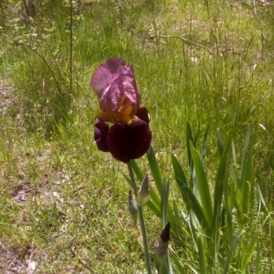 Iris germanica (Tall Bearded Iris) at Jerrabomberra, ACT - 3 Nov 2016 by Mike