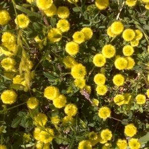 Trifolium campestre at Jerrabomberra, ACT - 3 Nov 2016