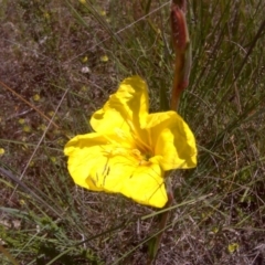 Oenothera stricta subsp. stricta (Common Evening Primrose) at Jerrabomberra, ACT - 3 Nov 2016 by Mike