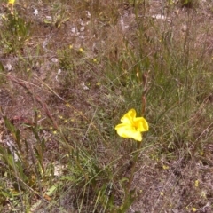 Oenothera stricta subsp. stricta at Isaacs Ridge - 3 Nov 2016