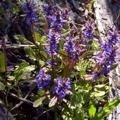 Ajuga australis (Austral Bugle) at O'Malley, ACT - 4 Nov 2016 by Mike
