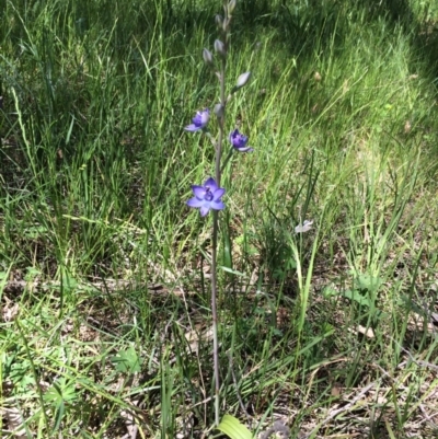 Thelymitra peniculata (Blue Star Sun-orchid) at The Pinnacle - 3 Nov 2016 by JohnBB