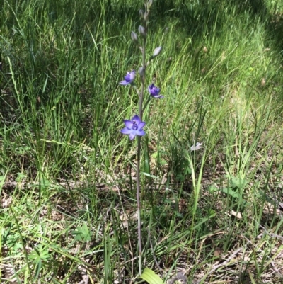 Thelymitra peniculata (Blue Star Sun-orchid) at Hawker, ACT - 3 Nov 2016 by JohnBrannan