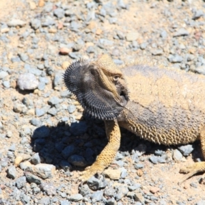 Pogona barbata at Canberra Central, ACT - suppressed