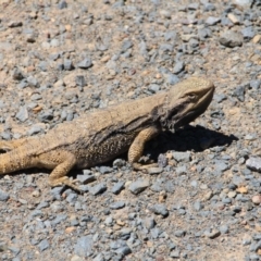 Pogona barbata at Canberra Central, ACT - suppressed