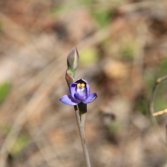 Thelymitra (Genus) (Sun Orchid) at Canberra Central, ACT - 4 Nov 2016 by petersan