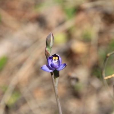 Thelymitra sp. (A Sun Orchid) at Mount Majura - 4 Nov 2016 by petersan