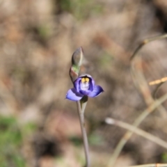 Thelymitra sp. at Canberra Central, ACT - 4 Nov 2016