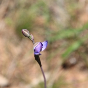 Thelymitra sp. at Canberra Central, ACT - 4 Nov 2016