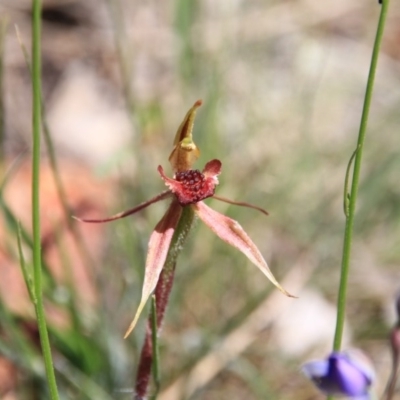 Caladenia actensis (Canberra Spider Orchid) at Mount Majura - 4 Nov 2016 by petersan
