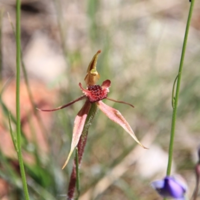 Caladenia actensis (Canberra Spider Orchid) at Canberra Central, ACT by petersan