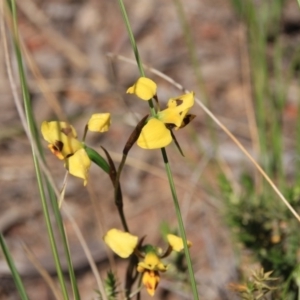 Diuris sulphurea at Canberra Central, ACT - suppressed