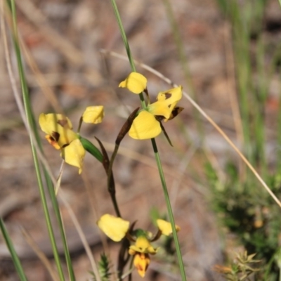 Diuris sulphurea (Tiger Orchid) at Mount Majura - 4 Nov 2016 by petersan