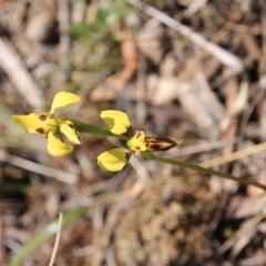 Diuris sulphurea (Tiger Orchid) at Mount Majura - 4 Nov 2016 by petersan