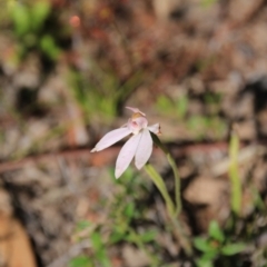 Caladenia carnea (Pink Fingers) at Canberra Central, ACT - 4 Nov 2016 by petersan