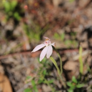 Caladenia carnea at Canberra Central, ACT - suppressed