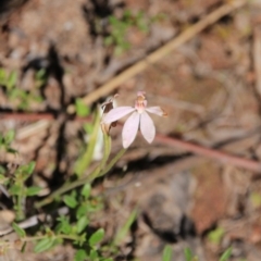 Caladenia carnea at Canberra Central, ACT - suppressed