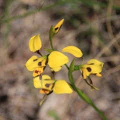 Diuris sulphurea (Tiger Orchid) at Mount Majura - 4 Nov 2016 by petersan