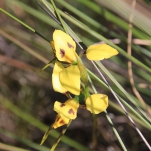 Diuris sulphurea at Hackett, ACT - 4 Nov 2016