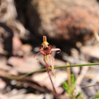 Caladenia actensis (Canberra Spider Orchid) at Hackett, ACT - 4 Nov 2016 by petersan
