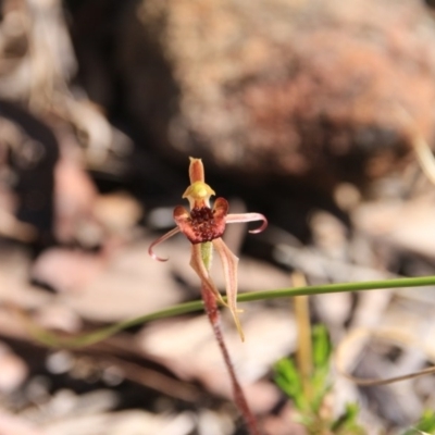 Caladenia actensis (Canberra Spider Orchid) by petersan