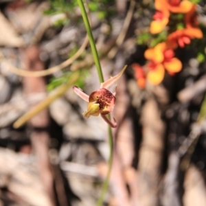 Caladenia actensis at suppressed - suppressed