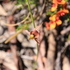 Caladenia actensis at suppressed - 4 Nov 2016