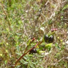 Chrysolina quadrigemina (Greater St Johns Wort beetle) at Garran, ACT - 4 Nov 2016 by Mike