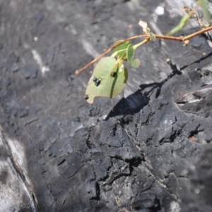 Gonipterus sp. (genus) at Booth, ACT - 4 Nov 2016 09:48 AM