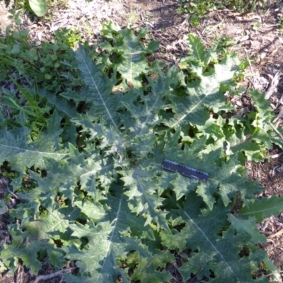 Onopordum acanthium (Scotch Thistle) at Mount Mugga Mugga - 3 Nov 2016 by Mike