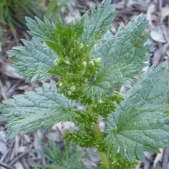 Urtica urens (Small Nettle) at Mount Mugga Mugga - 3 Nov 2016 by Mike