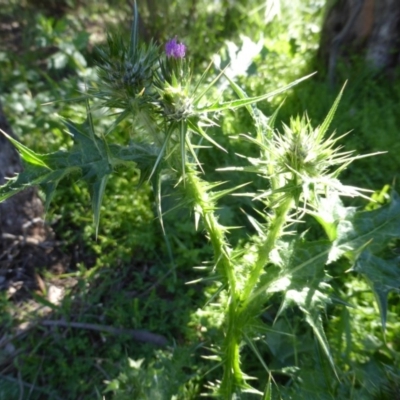 Carduus tenuiflorus (Winged Slender Thistle) at Garran, ACT - 3 Nov 2016 by Mike