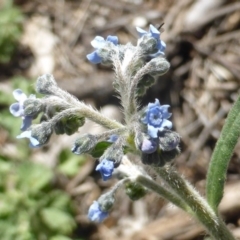 Cynoglossum australe (Australian Forget-me-not) at Garran, ACT - 3 Nov 2016 by Mike