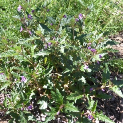 Solanum cinereum (Narrawa Burr) at Garran, ACT - 4 Nov 2016 by Mike