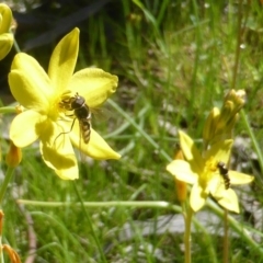 Melangyna viridiceps (Hover fly) at Mount Mugga Mugga - 3 Nov 2016 by Mike