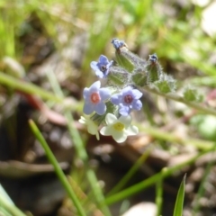 Myosotis discolor (Forget-me-not) at Mount Mugga Mugga - 3 Nov 2016 by Mike