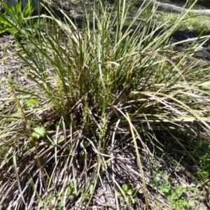 Lomandra sp. at Garran, ACT - 4 Nov 2016 10:19 AM