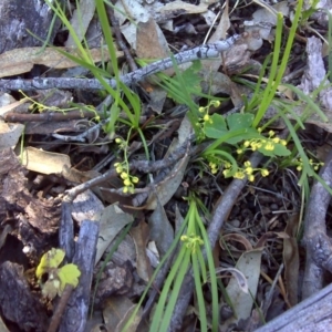 Lomandra filiformis at Symonston, ACT - 4 Nov 2016