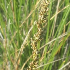 Carex appressa (Tall Sedge) at Hume, ACT - 4 Nov 2016 by Speedsta