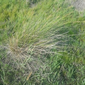 Carex appressa at Hume, ACT - 4 Nov 2016