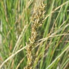 Carex appressa at Hume, ACT - 4 Nov 2016